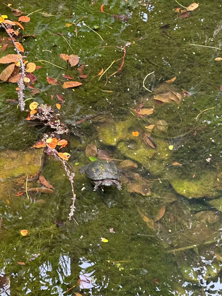 This is a picture of a Turtle I saw in Mexico. It the purpose is to round out the post with a picture of the animal continuing swimming against the odds.